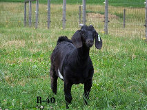 boergoats07001012.jpg