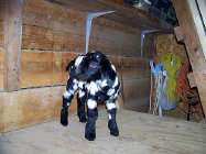 boergoats07006010.jpg