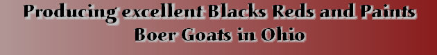 boergoats07001031.jpg
