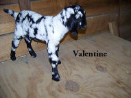 boergoats07002005.jpg