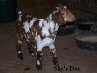 boergoats07002007.jpg
