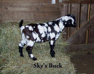 boergoats07002008.jpg
