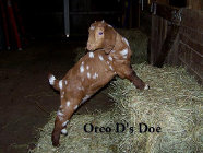 boergoats07002009.jpg