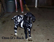 boergoats07002010.jpg