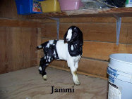 boergoats07002011.jpg