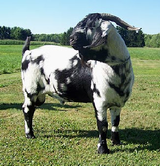 boergoats07002016.jpg
