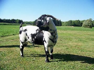 boergoats07006015.jpg