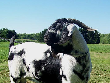 boergoats07006016.jpg