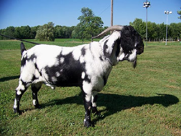 boergoats07006017.jpg