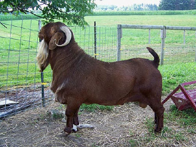 boergoats07006021.jpg